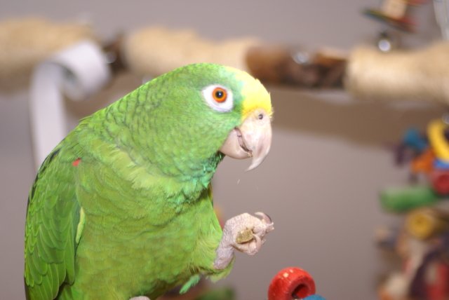 Pollie